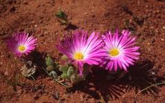 Cleretum hestermalense