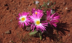 Cleretum hestermalense