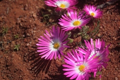 Cleretum hestermalense