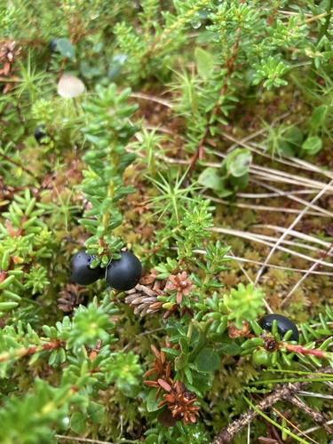 black crowberry