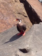 Poikilocarbo gaimardi