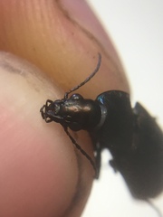 Chlaenius tomentosus