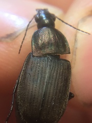 Chlaenius tomentosus