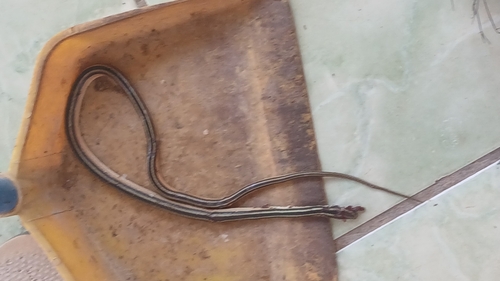 Lema's Ground Snake