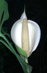Monstera siltepecana