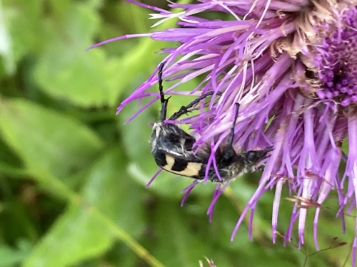 Eurasian Bee Beetle