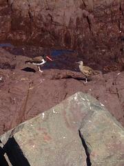 Haematopus palliatus