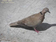 Streptopelia decaocto
