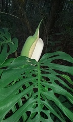 Monstera siltepecana
