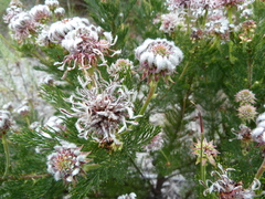 Serruria pedunculata