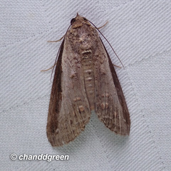 Lophoptera squammigera