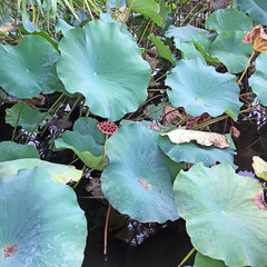 Nelumbo nucifera