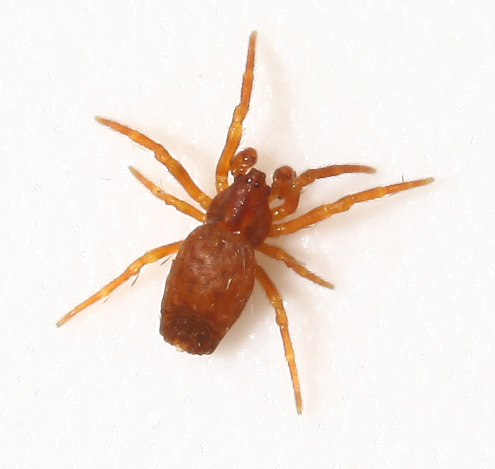 Tailed forest spider (Arachnura feredayi) · iNaturalist