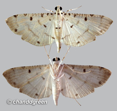 Pycnarmon cribrata