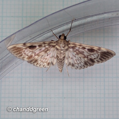 Rhimphaliodes macrostigma