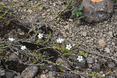 Pseudocherleria macrocarpa