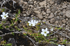 Pseudocherleria macrocarpa