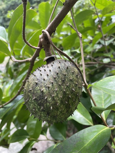 Annona montana - Leaves