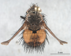 Protodejeania echinata