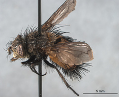 Protodejeania echinata