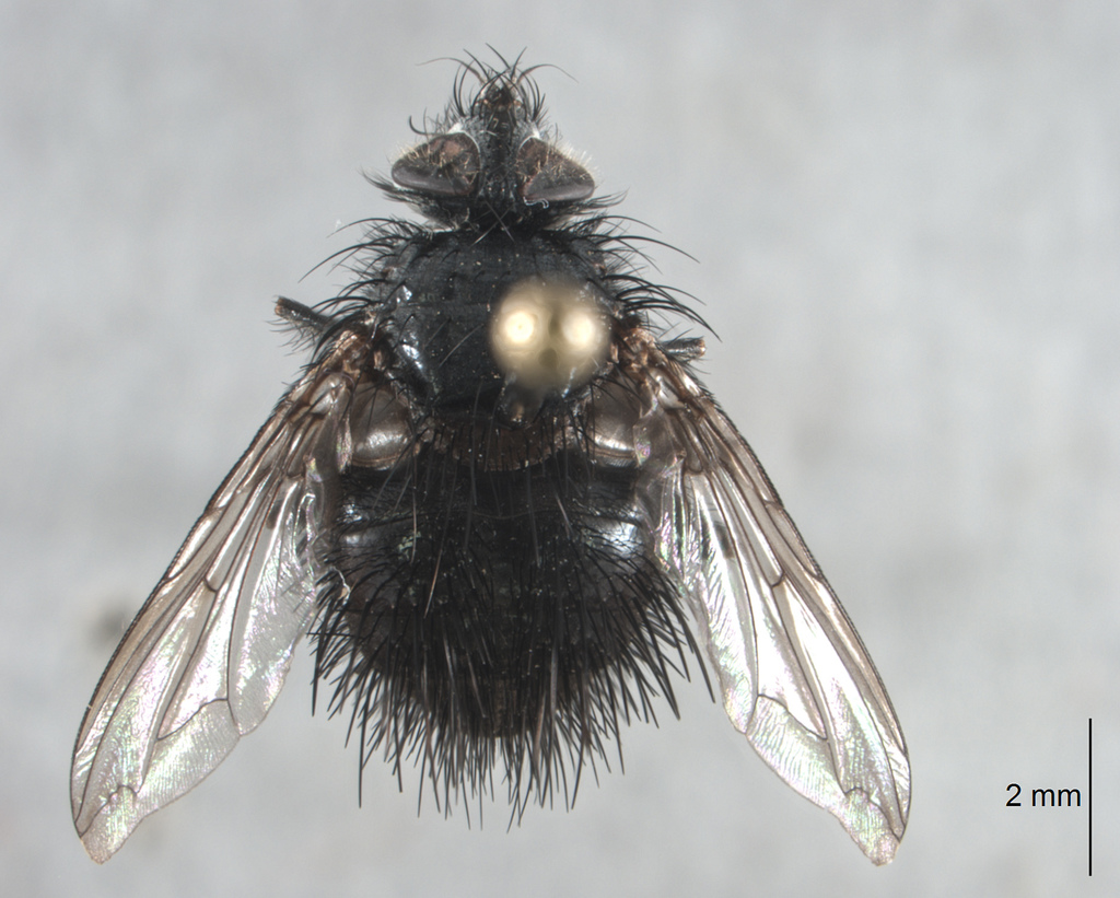 Bombyliomyia soror