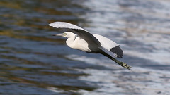 Egretta caerulea
