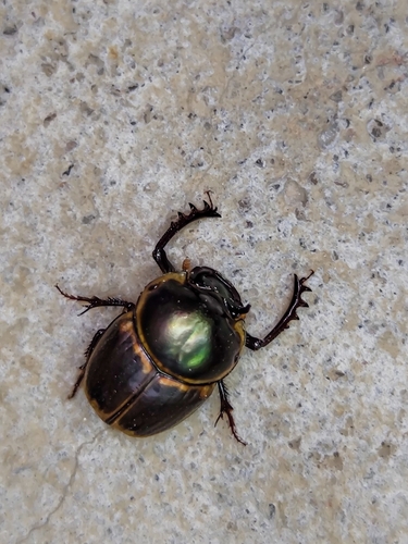 Gazelle Scarab