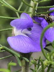 Psoralea speciosa