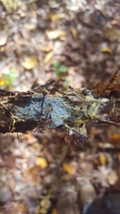 Byssocorticium efibulatum