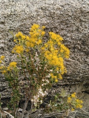 Ericameria cuneata spathulata