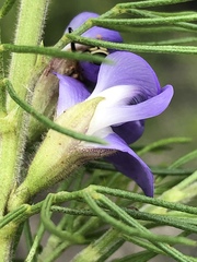 Psoralea speciosa