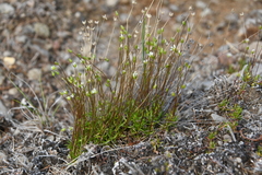 Sabulina stricta