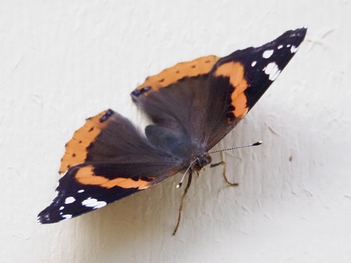 Red admiral