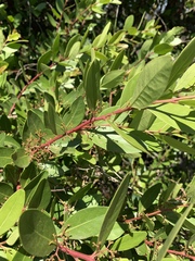 Pterocelastrus echinatus