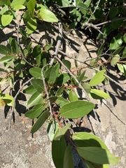 Pterocelastrus echinatus