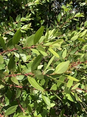 Pterocelastrus echinatus