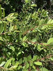 Pterocelastrus echinatus