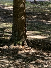 Sciurus carolinensis