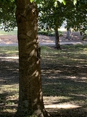 Sciurus carolinensis