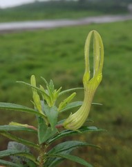 Ceropegia anjanerica