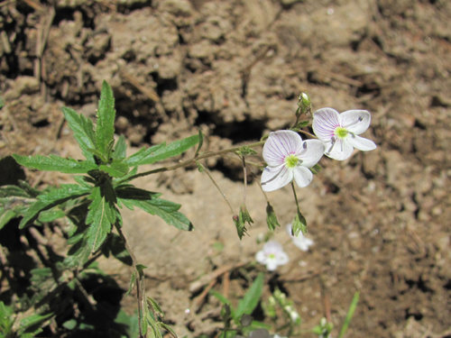 Creeping Blue Speedwell
