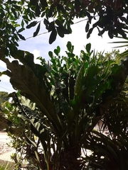 Anthurium schlechtendalii