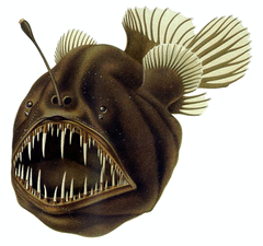 Humpback Anglerfish photo 4