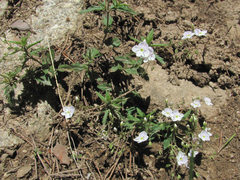 Veronica peduncularis