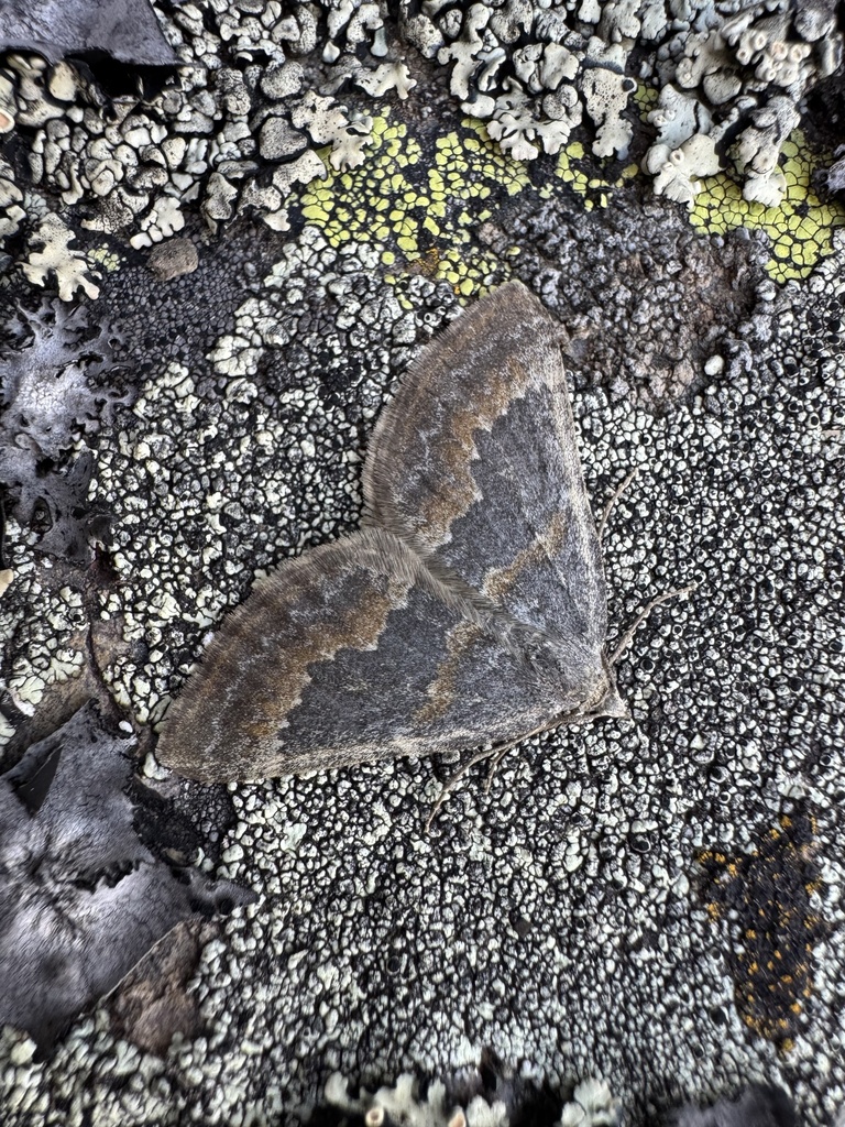 Scotopteryx alpherakii