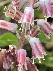 Lachenalia youngii