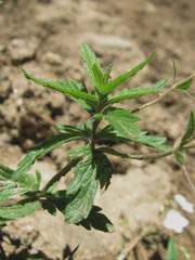 Veronica peduncularis