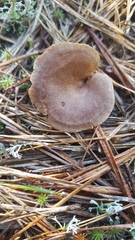 Lactarius hibbardiae