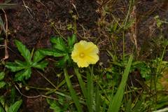 Distimake rhyncorhiza