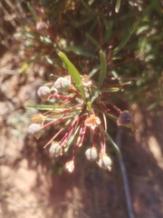 Euphorbia loricata